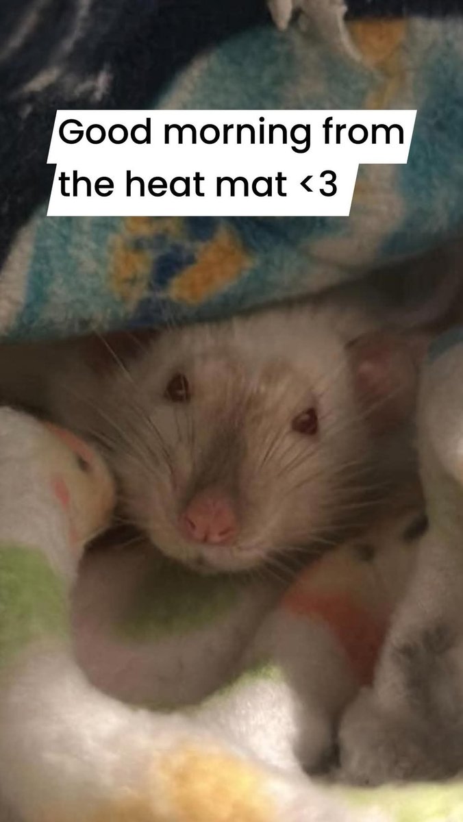 Vancouver Rat Club tweet media