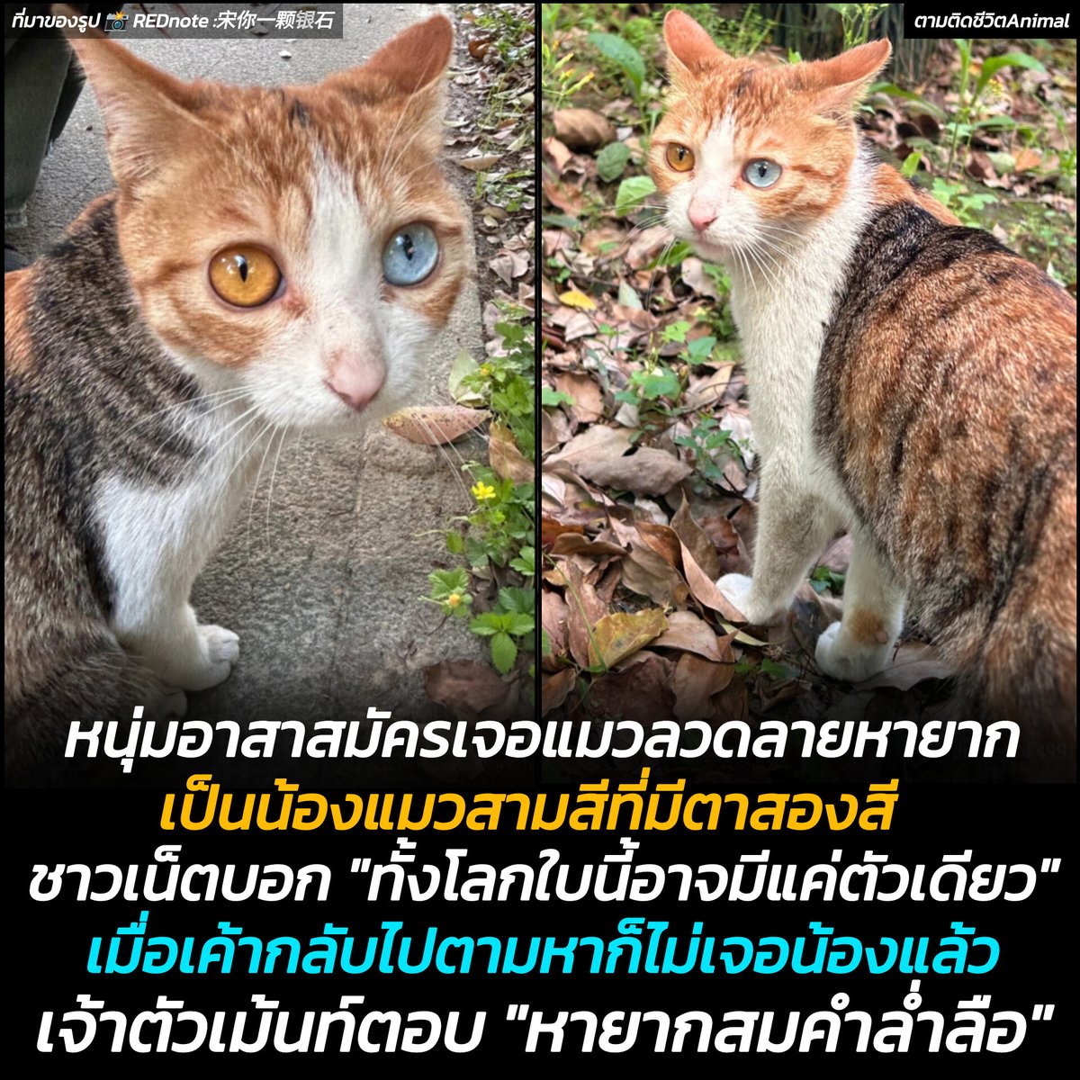 ตามติดชีวิตAnimal tweet media