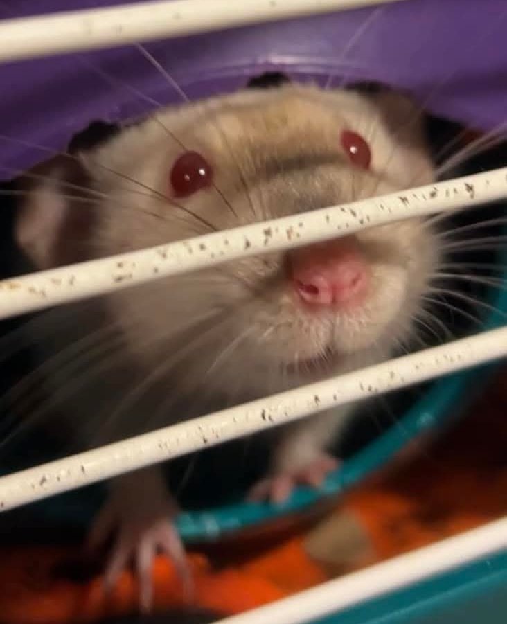 Vancouver Rat Club tweet media