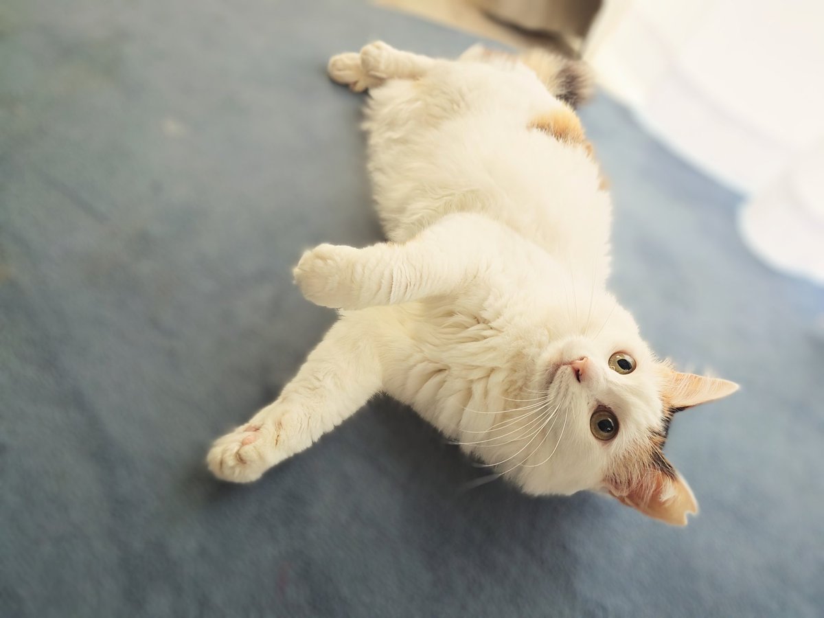 supy56's tweet image. ヒドイことされて保護した小春😿
なでようとするとキツく目を閉じ身体をすくめてた…
今は目を細めて自分から頭を出してくる🎶
投薬・通院・痴呆・お粗相…
11匹は色々で、いーってなる事もあるけどこの瞬間が幸せ✨
可愛くて😚ってしようとしたら思いっきり手で押し返される💦
コレが猫様🤣
#保護猫…