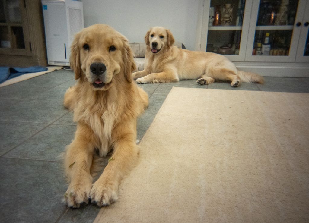 One good walk and they act like perfect angels 💛💛