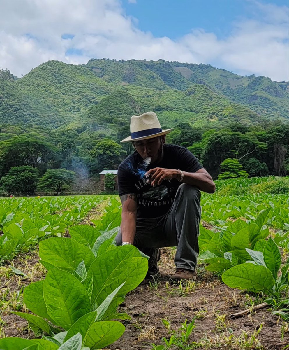 MarlonVillarey3's tweet photo. Miercoles de visitar Granjas de tabaco region de #condega #cigars #cigars #paciondisiplina @cigars_eztli https://t.co/UU25e6VL20