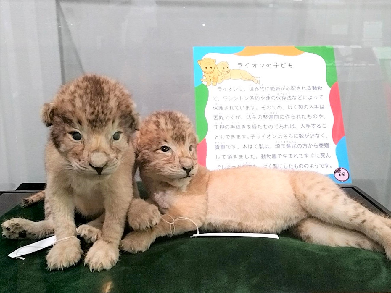 1951年 王子動物園 開園記念 ノベルティ おがくず人形 ライオン 東京動物園協会 ぬいぐるみ ライオン おがくず人形 上野動物園