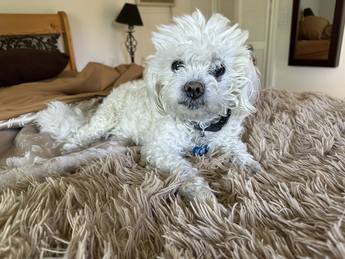 pyroxiumn's tweet image. Mother sent me picture of our dog back home. I adopted him as a middle schooler and now he’s 14. He looks like a well-loved bedraggled stuffed animal