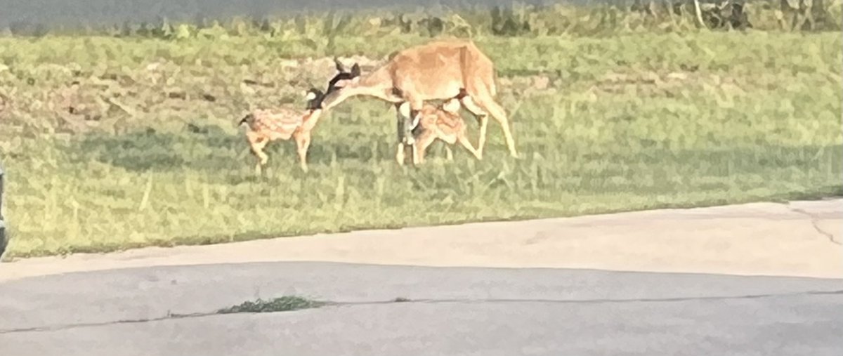 Momma and her babies. Not the greatest, clearest picture, but it was hard to take in time. I wanted to share the love.