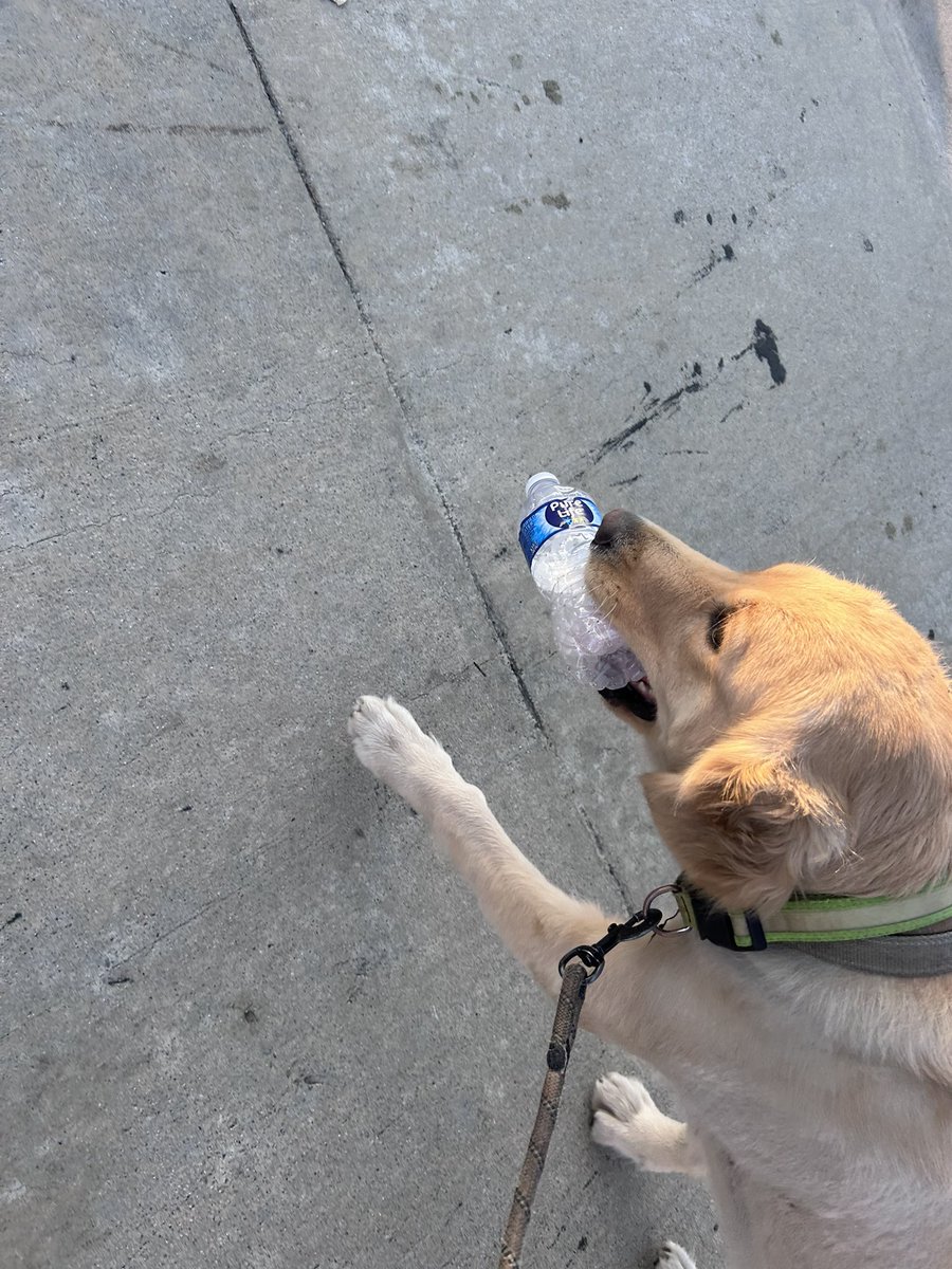 ericmherrera's tweet image. I got a Mexican Retriever…. She retrieves recyclables 🤣🤣
