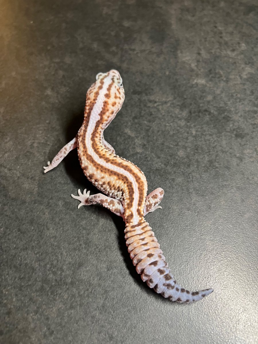 土曜中に出品取り下げ予定！　BSC300 新品未使用　⭐︎最終値下げ 販売中 - Search / X