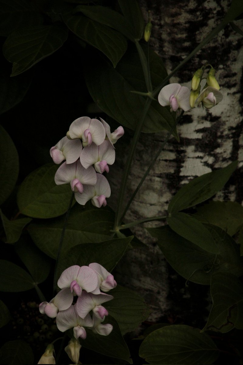 kimmaylou's tweet image. "What a significance wild flowers have, more than the tamed productions of the garden! They seem Heaven's own messengers sent straight to man to bear glad tidings of universal and undying love."
—Henry James Slack (1818–1896)
07.16.2025
Self, First.
#wildflowers #photography