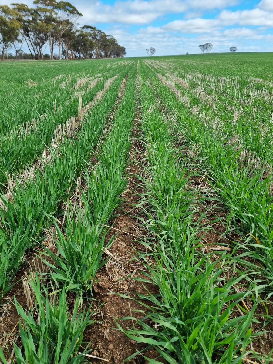 Time of Sowing trial with growers at Bullaring WA. Maximus and Commodus Barley demo. Understanding frost and heat stress.
Discussions at field day: 
How early is too early?
What varieties to use to suit the Corrigin area? 
Let us know what you think!
#Riskwise #GGA #GRDC