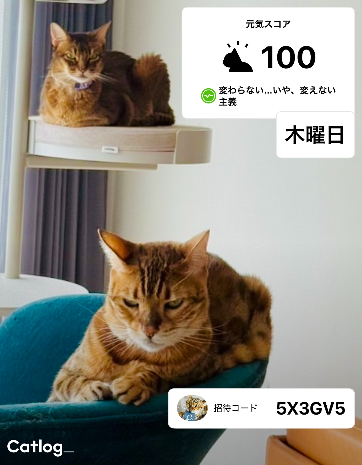 【美品】cat log キャットログ キャトログ セット レンタル] Catlog（キャトログ）ゴールド×レッド Sサイズ
