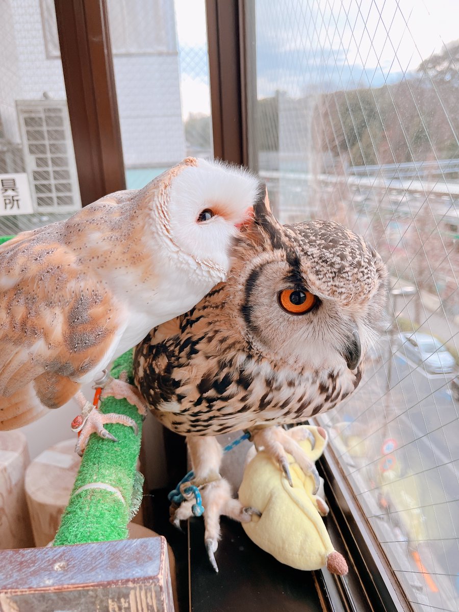 フクロウページ ザ・フクロウ: 飼い方&世界のフクロウカタログ (ペット・ガイド