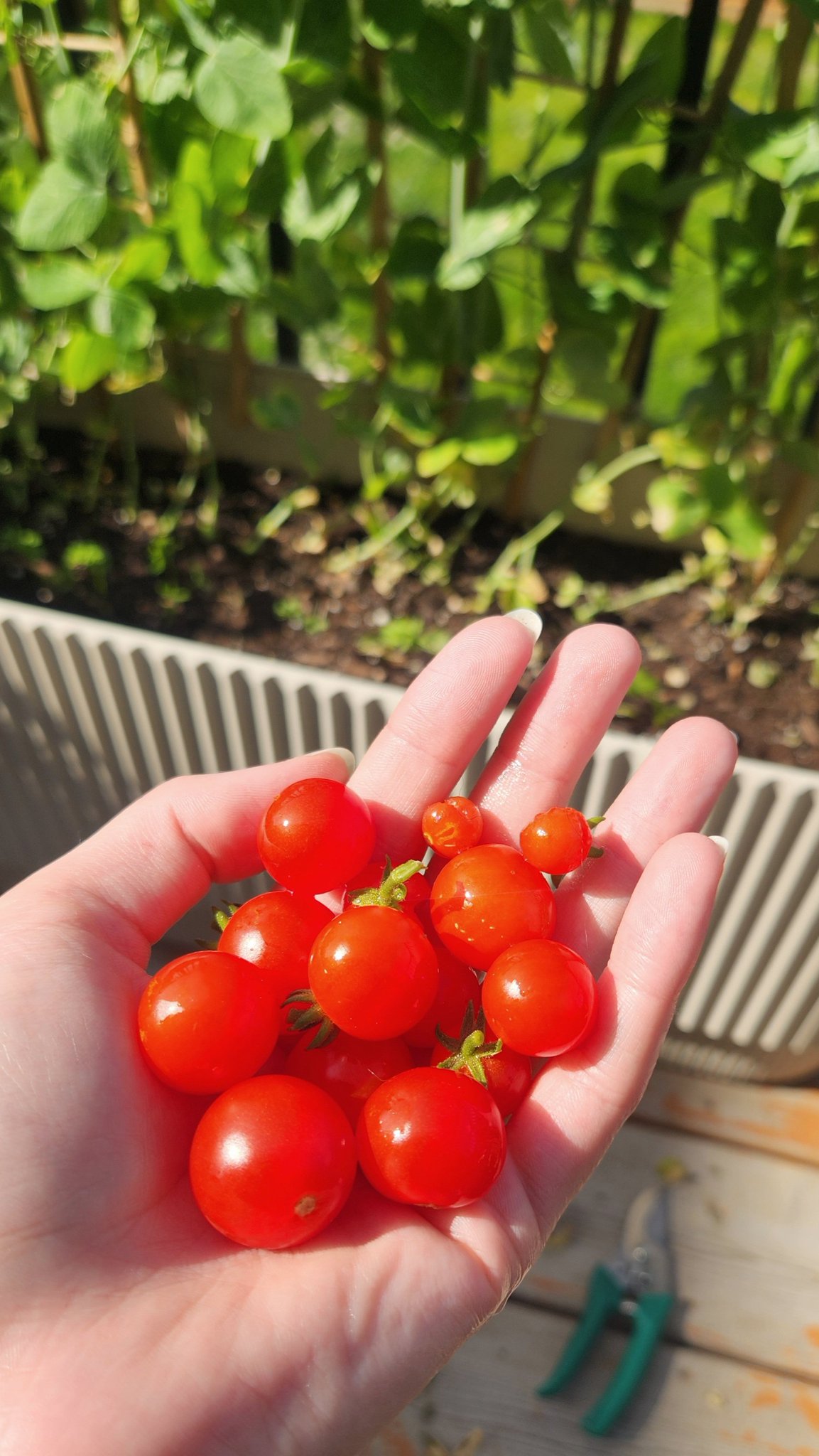 ❁⃘*.゜tomato❁⃘*.゜ Mr.V on X: 