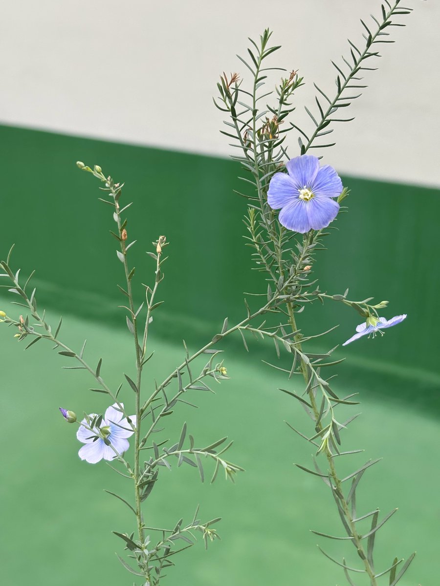 이뿌죠..
어느덧식물계정