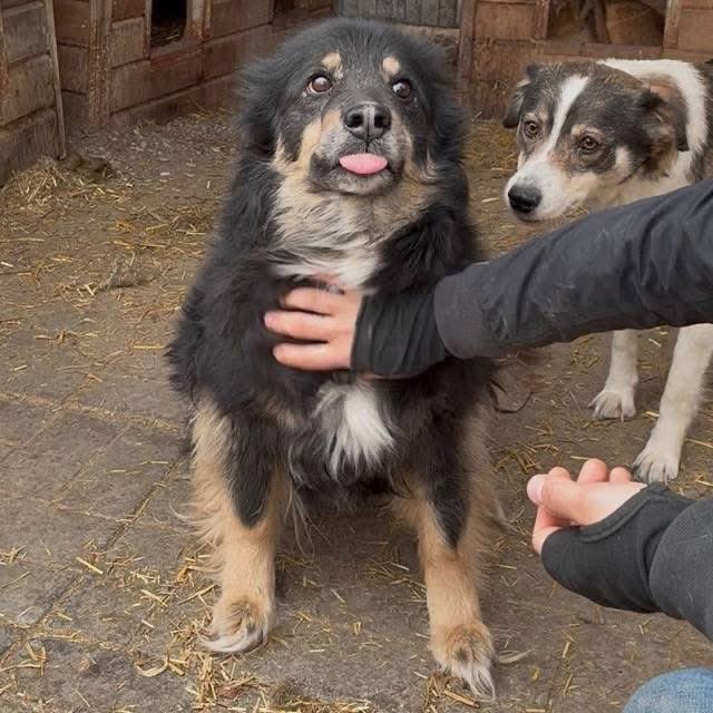 ProDogRomania (@prodogromania) on Twitter photo 🌻 STRUPPI 🌻
📌 Langzeitinsasse
*** Rettungspatenschaft vorhanden ***
Unser süßer STRUPPI hofft nun seit 2 langen Jahren vergeblich im Shelter auf sein Glück🍀.
📍 Wartet im Tierheim Sanctuary of Hope
🖇 Profil:
prodogromania.de/alle-hunde/str…
📧Kontakt: info@prodogromania.de 🌻 STRUPPI 🌻
📌 Langzeitinsasse
*** Rettungspatenschaft vorhanden ***
Unser süßer STRUPPI hofft nun seit 2 langen Jahren vergeblich im Shelter auf sein Glück🍀.
📍 Wartet im Tierheim Sanctuary of Hope
🖇 Profil:
prodogromania.de/alle-hunde/str…
📧Kontakt: info@prodogromania.de