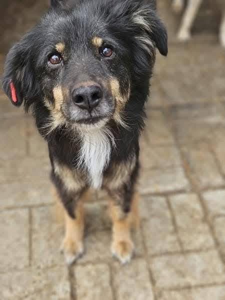 ProDogRomania tweet media