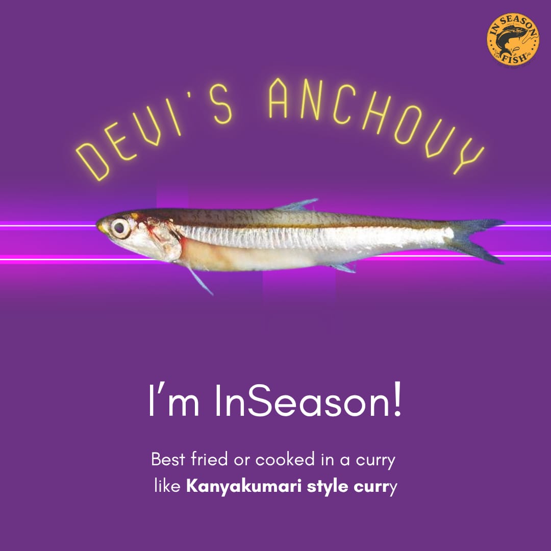 Devi’s anchovy is #InSeason along both Indian coasts! Comment and let us know how you prepare them.

#sustainable #anchovy #India #recipe #InSeasonFish #species #fisheries #seafood