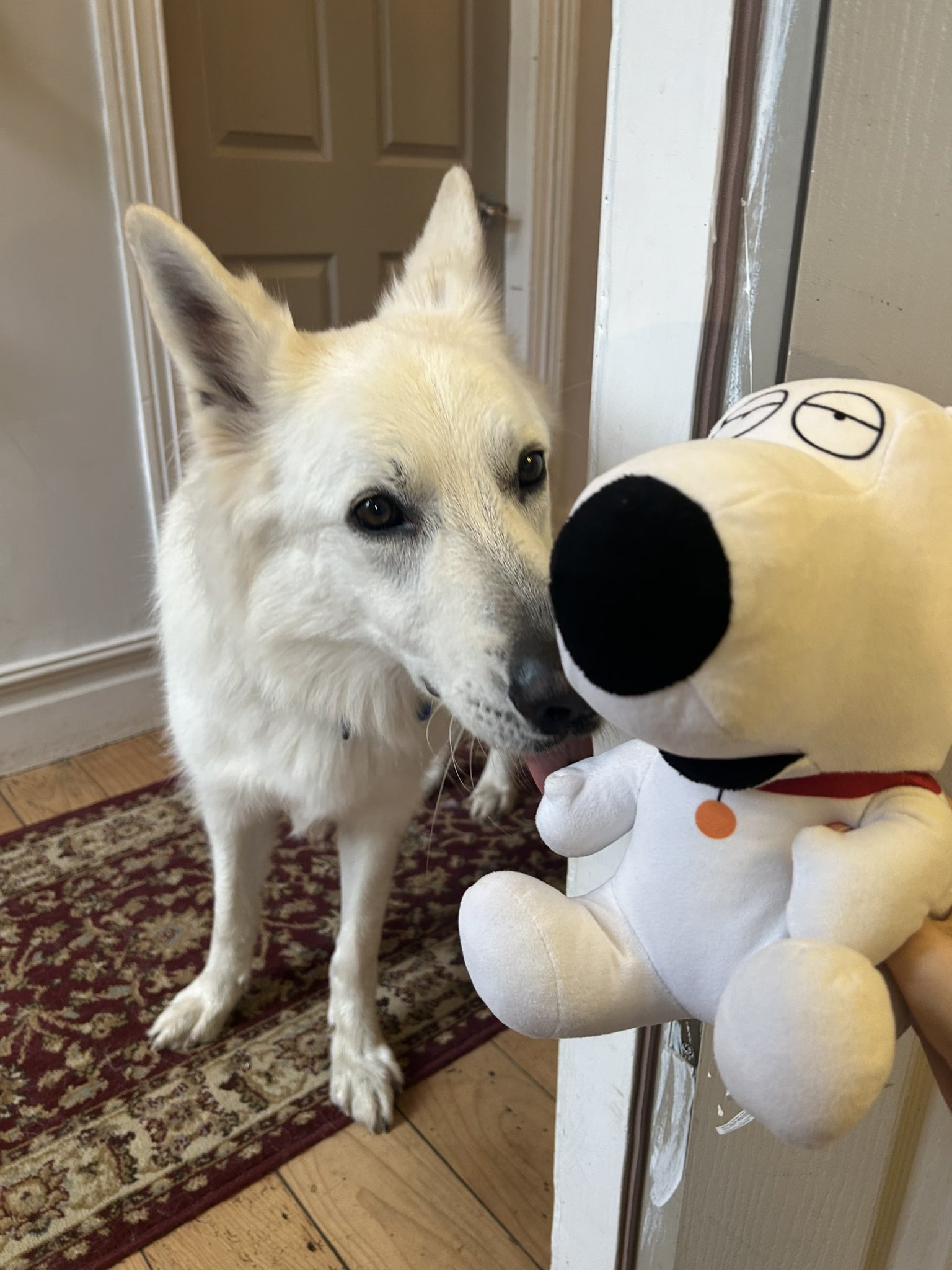 ❤︎ 犬love❤︎ 狗宝妈on X: 