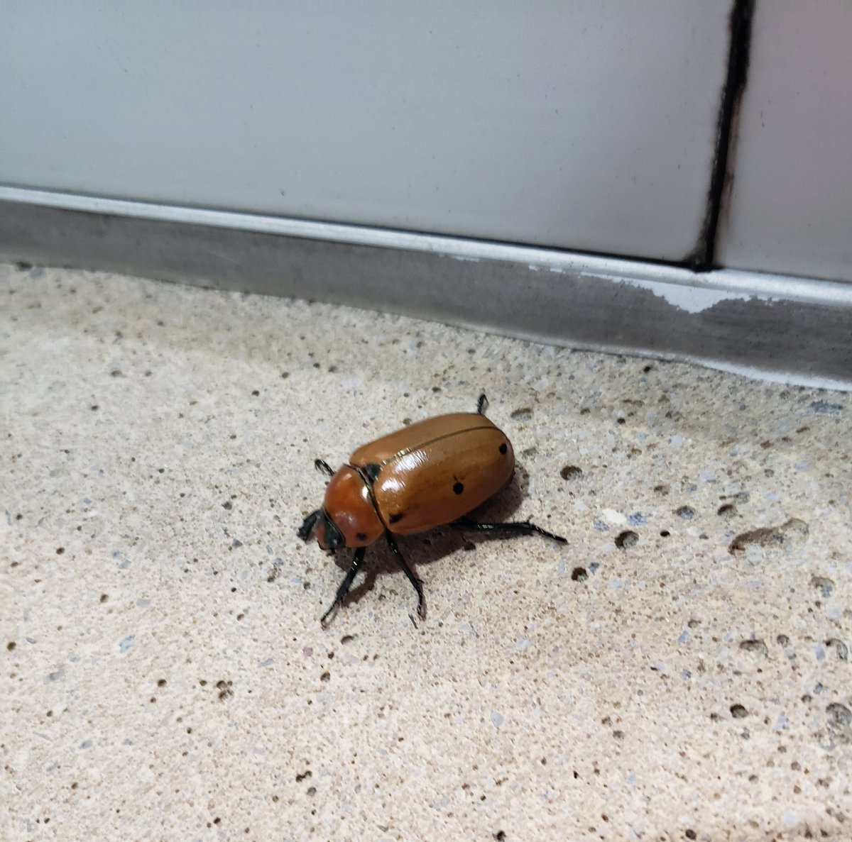 HeroUrsula's tweet image. Bug of the day. Grapevine Beetle: Feeds on grapevine leaves and fruit, but rarely causes serious damage.