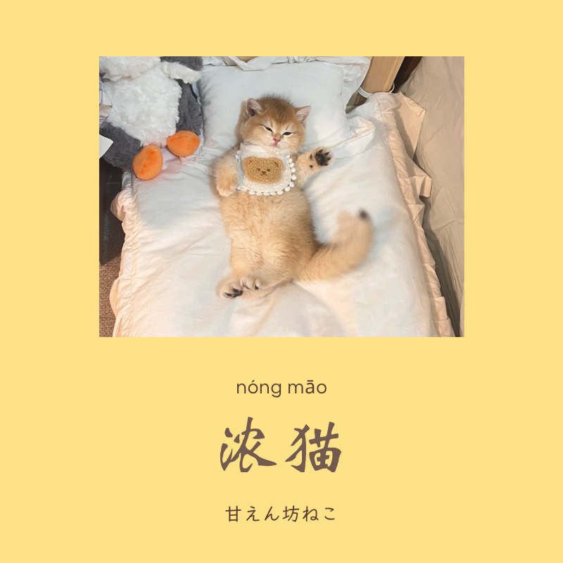 uchinesetrend's tweet photo. ✨ 甘えん坊でエネルギッシュ → 浓猫
🌙 マイペースでおだやか → 淡猫

どっちのねこにキュンとする？ https://t.co/s5IMLjAf29