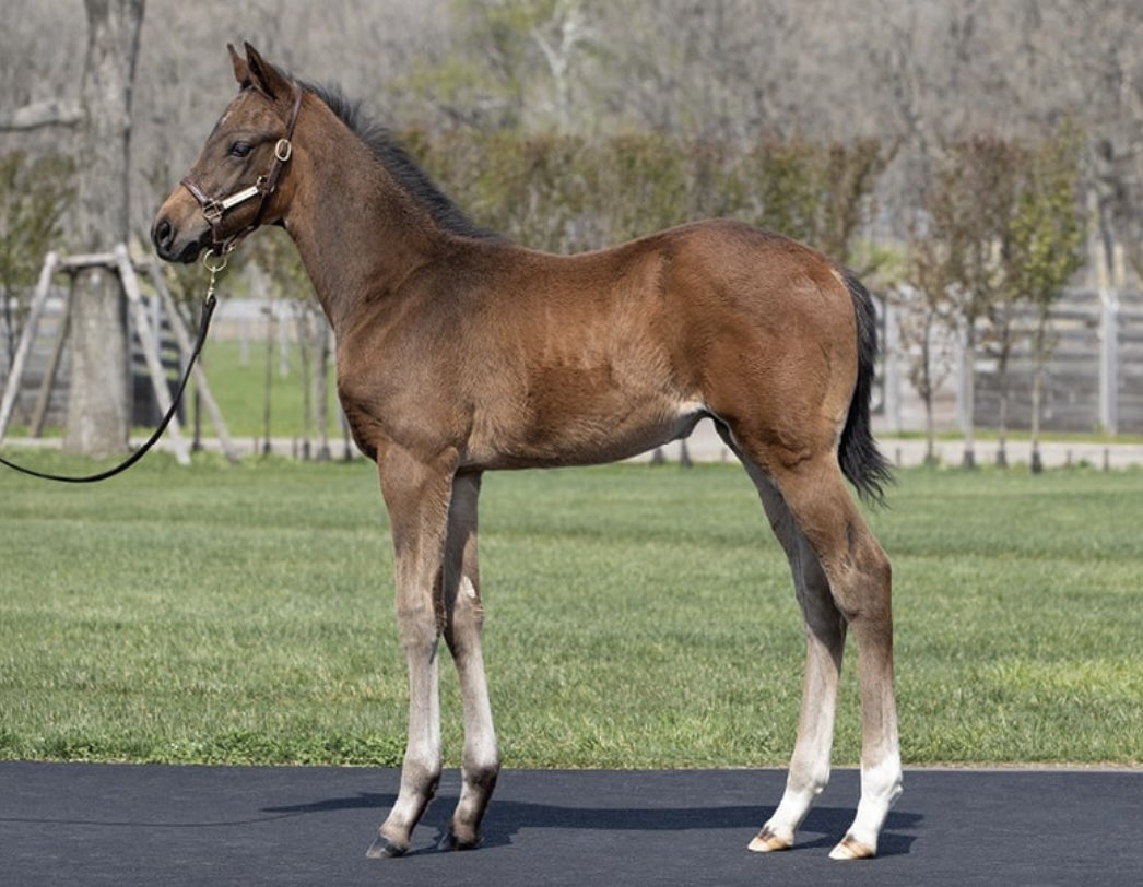 ✨セレクトセール2025 ✨
落札者限定ボールペンをプレゼント🖊️

上場番号549
クリスプの2025
父ルヴァンスレーヴ牡
兄ダノンファラオ

🎁応募方法
1️⃣アカウントをフォロー 
2️⃣本投稿をリポスト
〆切→7月25日(金)
※当選者にはDMでご連絡します‼️