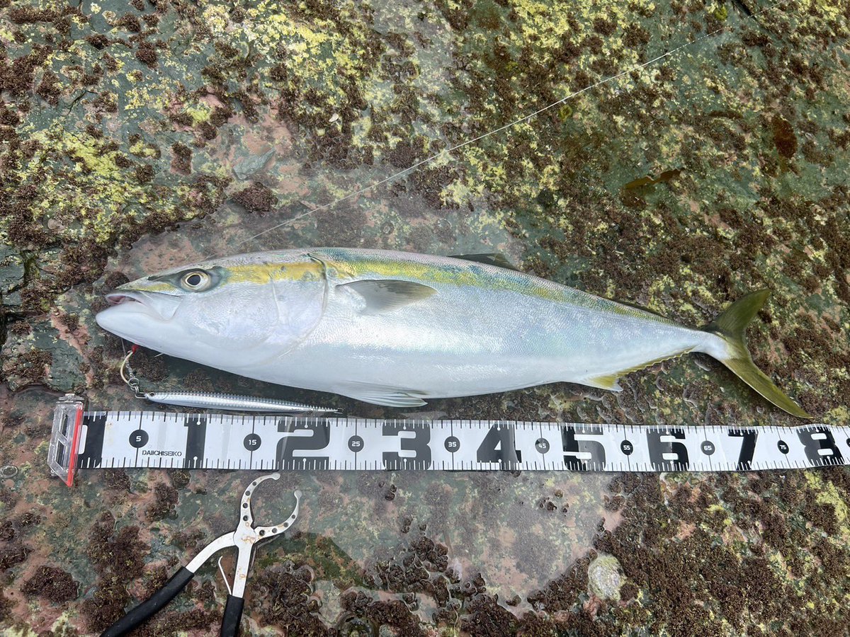 ハマりにハマってるスーパースライド。
釣果は以前のもの。
動いてる時と動いてない時の差がわかりやすいから初心者にもオススメです。
