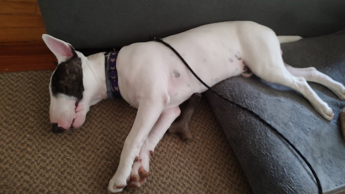 rexthetvterrier's tweet image. Goodnight everyone 💞. Dream of a better world ☮️. I know that's not easy right now. #Goodnighteveryone #KindnessMatters #WeMissYouRex #Dogs #LoveYouRex #SweetDreamsSpike