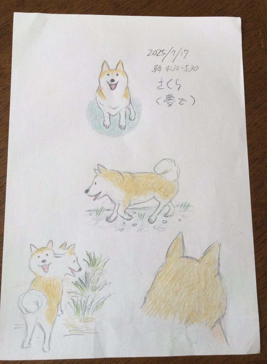 今朝さくらが夢に出てきた！亡くなってから初めて✨ベランダからふと下を見たら、さくらが嬉しそうに私を見上げてた。慌てて出て行くと、ハッハ言いながら家の裏へ走って行く。追いかけると、草むらに鼻を突っ込んで又嬉しそうに振り返った。後ろから抱き締めると、ふわふわして温かかった🥲絵に描いた