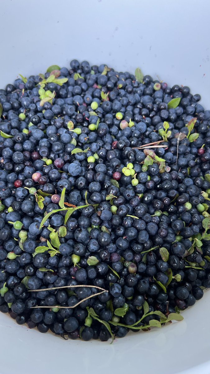 ชีวิตหน้าร้อนที่ไม่ได้ไปไหน ก็จะเข้าป่าเก็บบลูเบอรี่ป่า
บลูฯป่า ลูกเล็กกว่าที่เขาปลูก แต่หวานกว่า ข้างในสีม่วงแบบลูกใหญ่ที่ขายเมืองไทย ข้างในสีขาว
อันนี้ไม่ต้องเสียเงิน เข้าป่าไหนก็ได้ ตักฟรี 
ไปมา1ชม. เบาๆ 3กิโล  แค่นี้ก็พอทำแยมแล้ว 
ปล. น้ำตาลแยมปีนี้แพงมากแม่😔😅