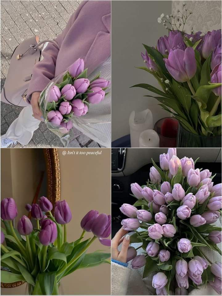 Tulips Library (@tulipslibrary) on Twitter photo 