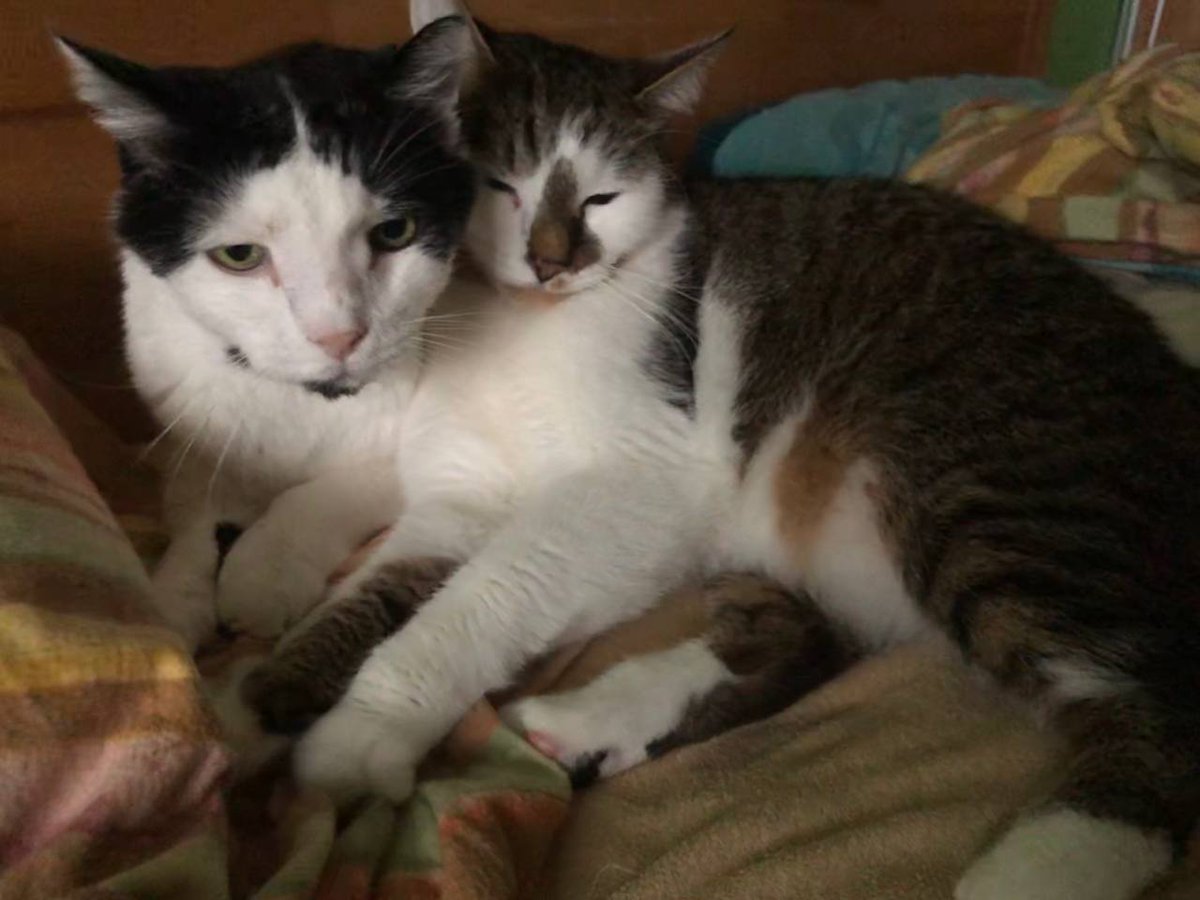 zinnia_elegans1's tweet image. #ThrowbackThursday, when Zinny and I were living with a big pack, me and Motorรกฤek (Little Engine), who purred all the time and was very affectionate๐ป. He's ๐ now, he was amazing boy, has given blood repeatedly to help other cats when they needed transfusions. #Hedgewatch