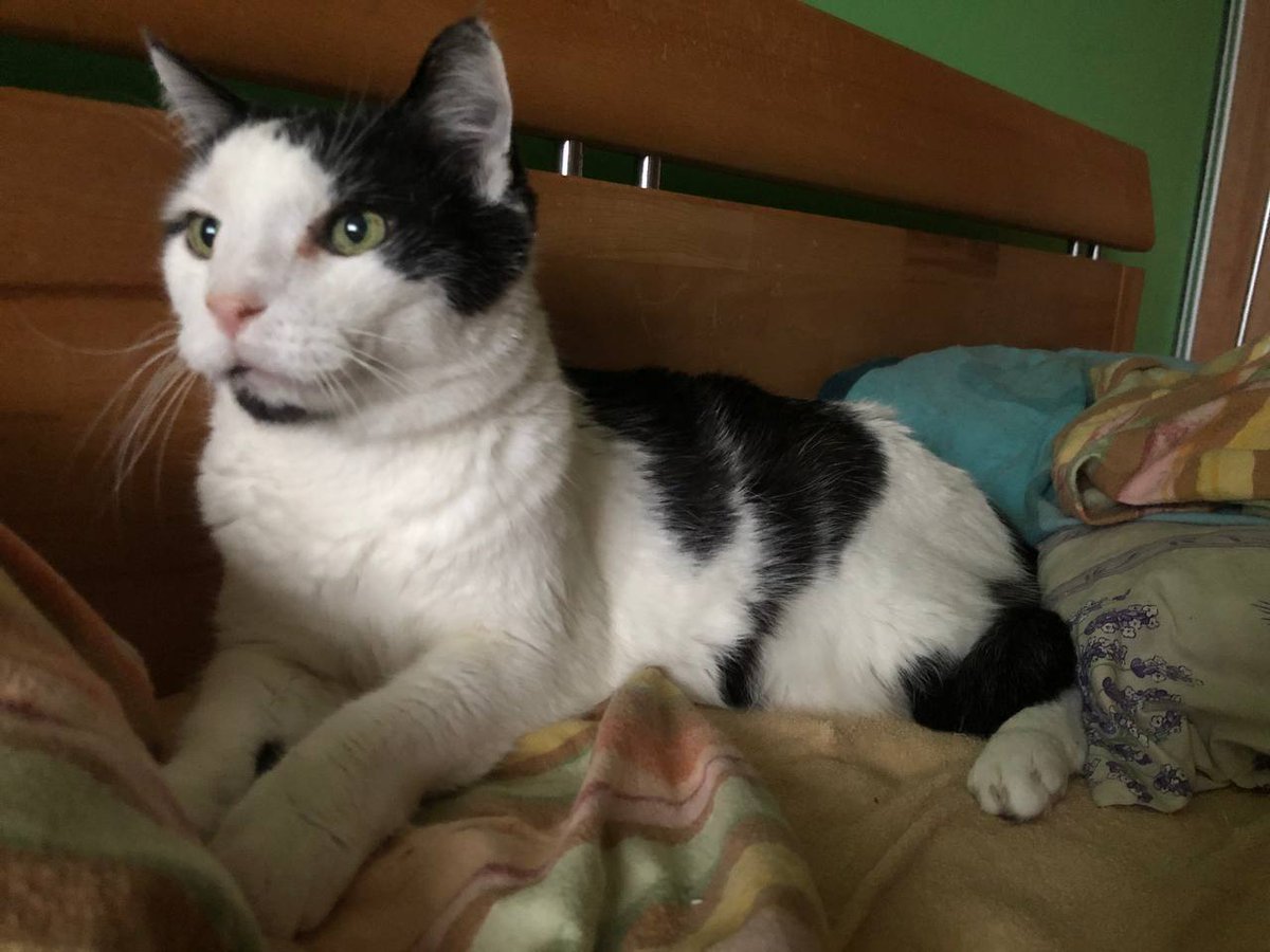 zinnia_elegans1's tweet image. #ThrowbackThursday, when Zinny and I were living with a big pack, me and Motorรกฤek (Little Engine), who purred all the time and was very affectionate๐ป. He's ๐ now, he was amazing boy, has given blood repeatedly to help other cats when they needed transfusions. #Hedgewatch