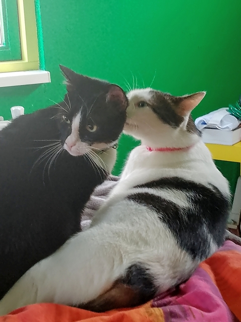 It be two weeks before the Royal Event. All anipals go be welcome!

I and The Queen be in a confidential meeting about all purrtocols for that day. I was just whisper something in her ear that be very top secret.