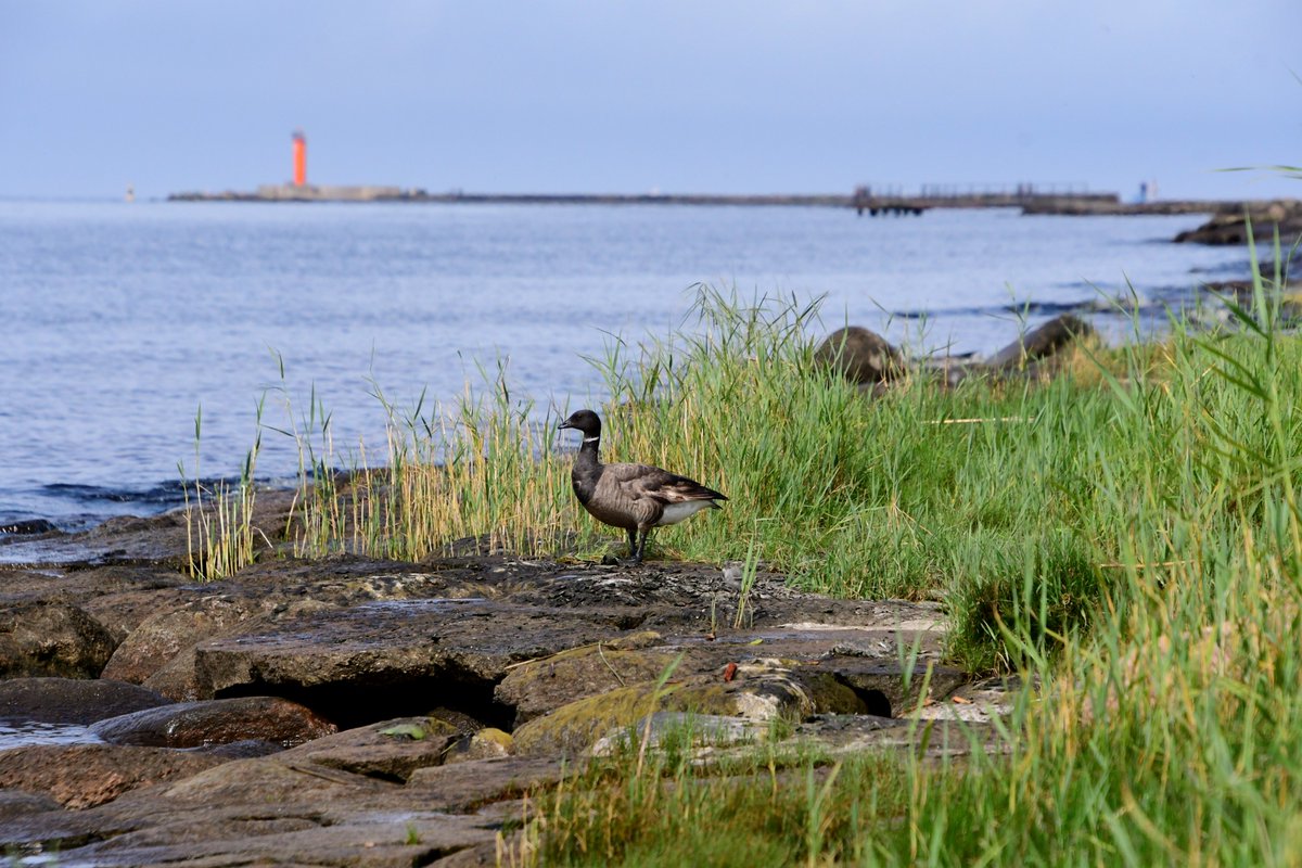 Melngalvas zoss. Mangaļsala, 16.07.2025.
#putni #daba #Latvija #Rīga #birds #brantgoose #brantabernicla #nature #Latvia