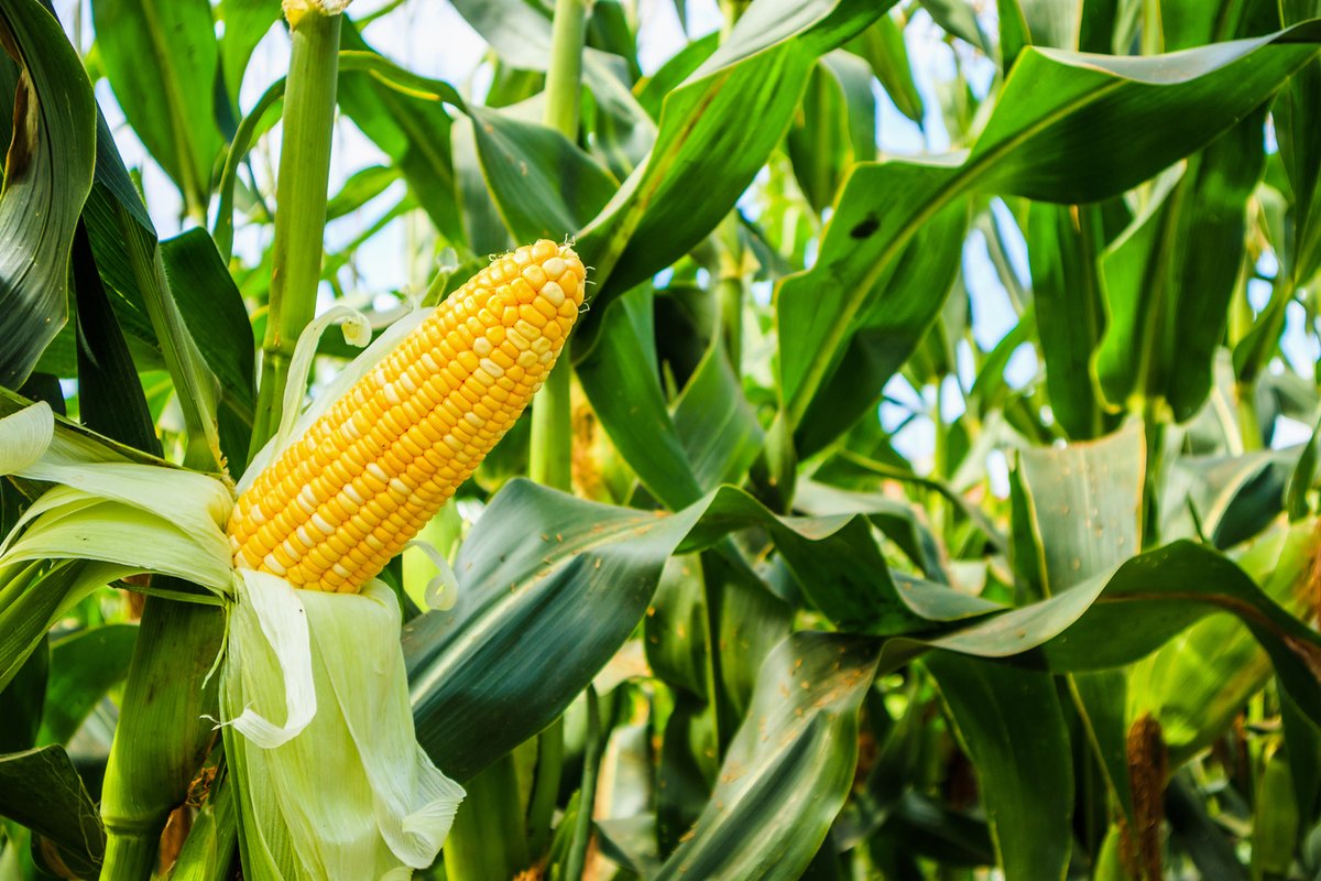An international team, including scientists from Rutgers University-New Brunswick, has unlocked some of the secrets of corn's DNA, revealing vital traits for plant architecture and pest resistance. Read details in #BiotechUpdates: bit.ly/46g1kaW