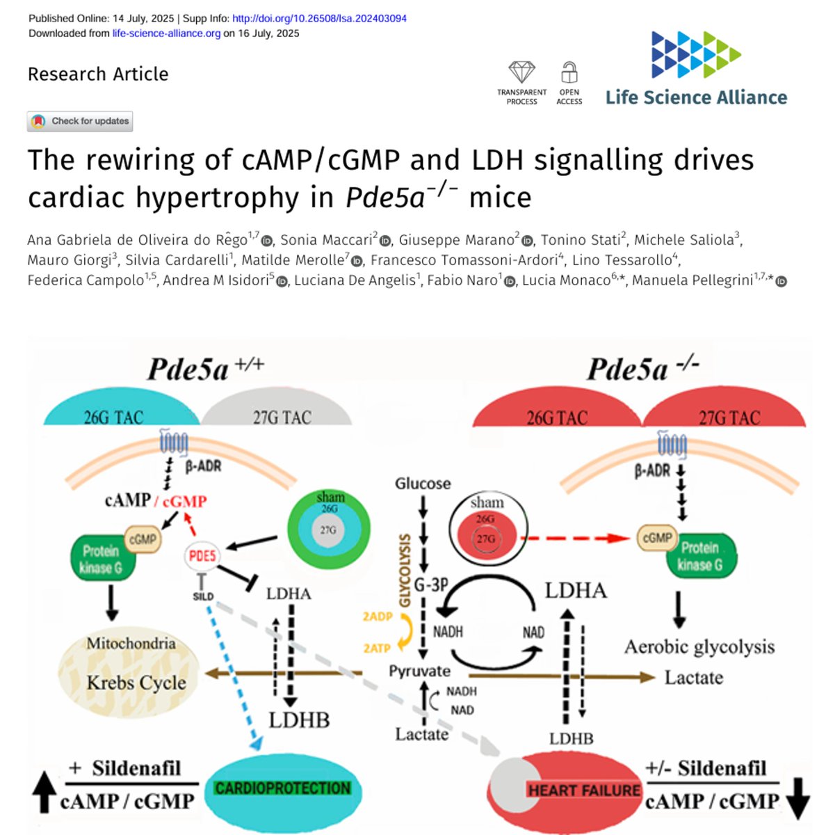 Cnr_Ibbc's tweet image. 🎉 Congratulations to Dr. Pellegrini &amp;amp; her team for uncovering the metabolic role of PDE5A inhibition in the treatment of cardiac hypertrophy #PersonalizedMedicine #Cardiology! 💊❤️ Hard work, Great team!
doi.org/10.26508/lsa.2… @CNRsocial_ @LSAjournal