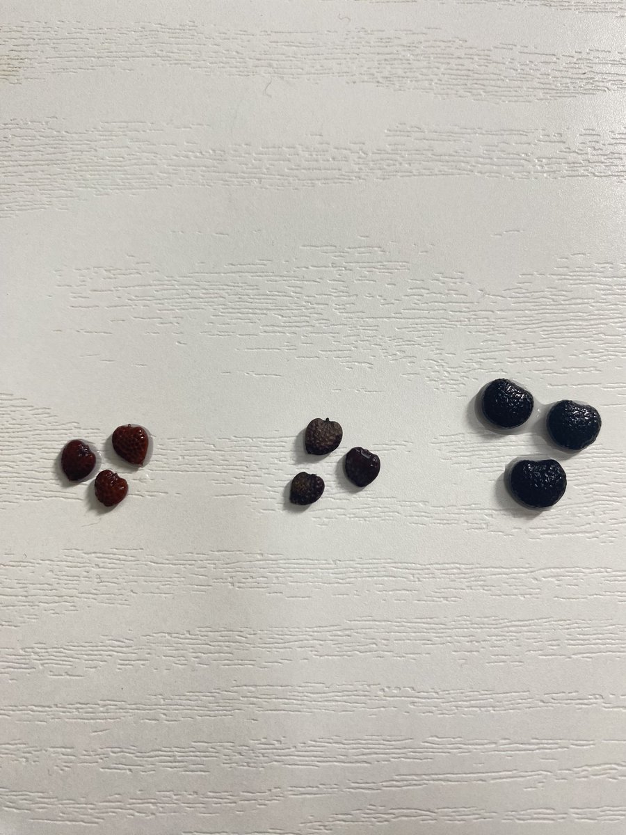 lueltaol's tweet photo. 左 : アデニア 不明種として購入したもの
中 : アデニア グラウカとして購入したもの
右 : アデニア グラウカとして購入したもの(自家採取表記)
なんですけど大きさがだいぶ違うのですね🤔
左と中が同じっぽくて右が本物？のグラウカっぽいのですが知見ある方がいたらご教授頂きたく🙇‍♂️ https://t.co/1AUyohcTly