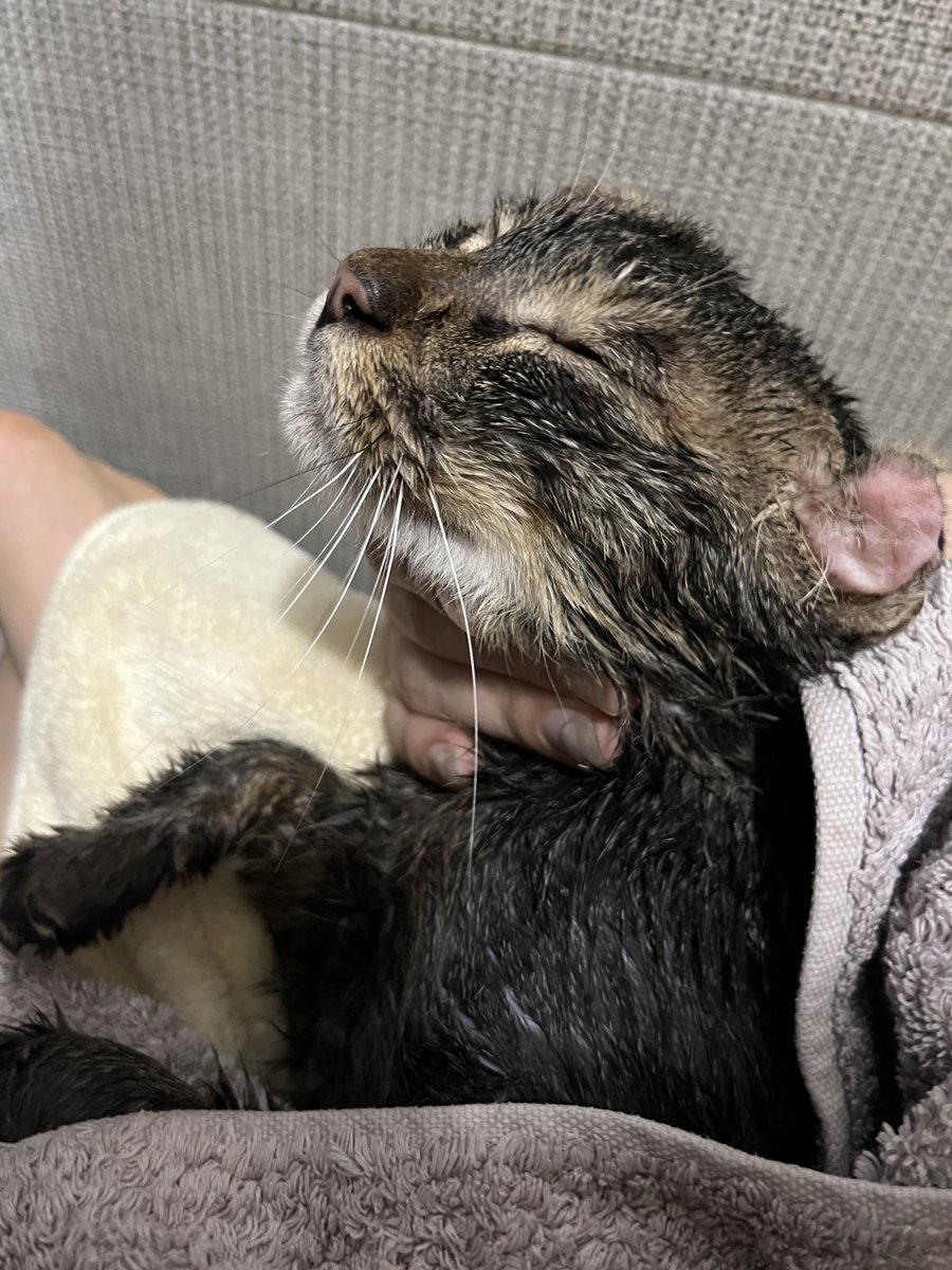 dangmothekitty's tweet image. 목욕시키니까 뜨뜻하다고 자는 길냥이를 본 적 있으세요?