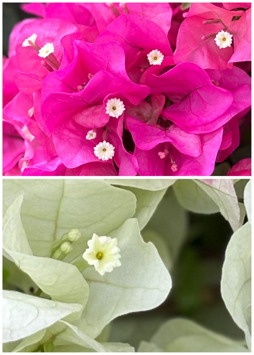 ブーゲンビリア❤︎専用ページ ﾌﾞｰｹﾞﾝﾋﾞﾘｱ - Search / X