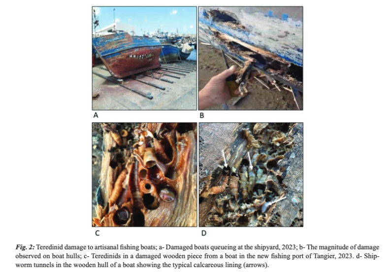 EL JAMAAI, J., TAHERI, A., EL AJJOURI, B., ADLAN MERINI, M. S., &amp; BORGES, L. M. S. (2025). Damage and economic impact of wood-borers (Bivalvia, Teredinidae) on artisanal fishing in Morocco: a case study. Mediterranean Marine Science, 26(1), 120–130. doi.org/10.12681/mms.3…