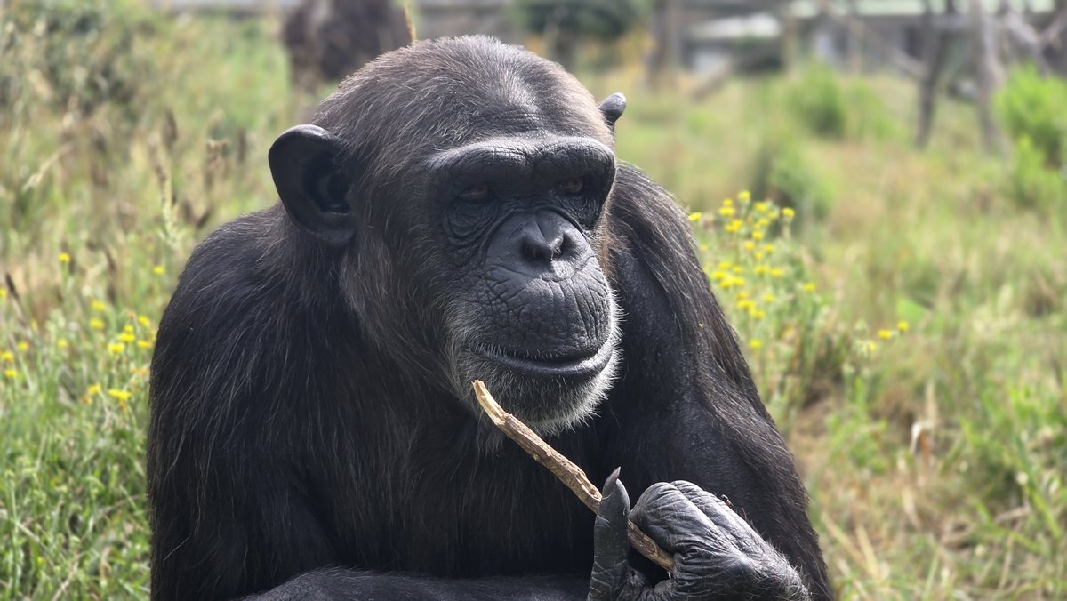 MONA_UK's tweet image. Many are already aware of the amazing ability chimpanzees have to make and use tools, but few can imagine what Waty is capable of with just a simple stick… or with any object she manages to find a use for.