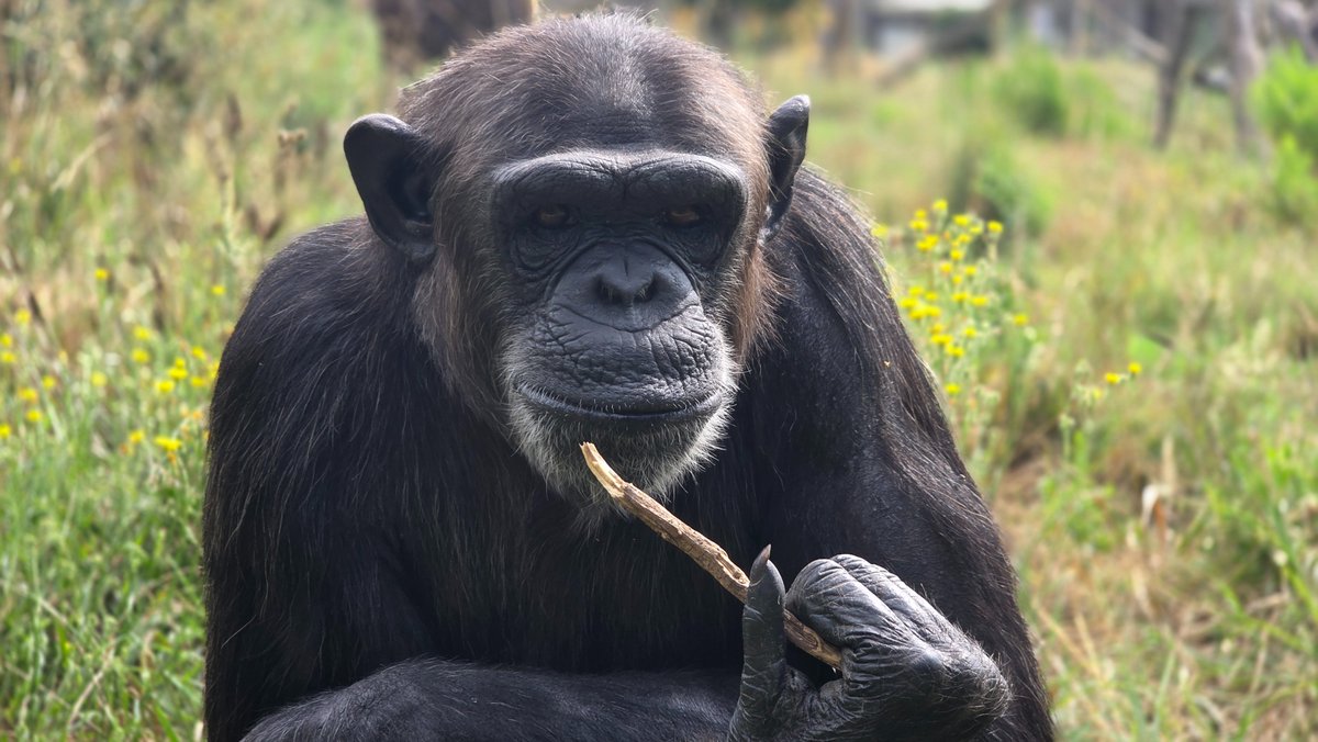 MONA_UK's tweet image. Many are already aware of the amazing ability chimpanzees have to make and use tools, but few can imagine what Waty is capable of with just a simple stick… or with any object she manages to find a use for.