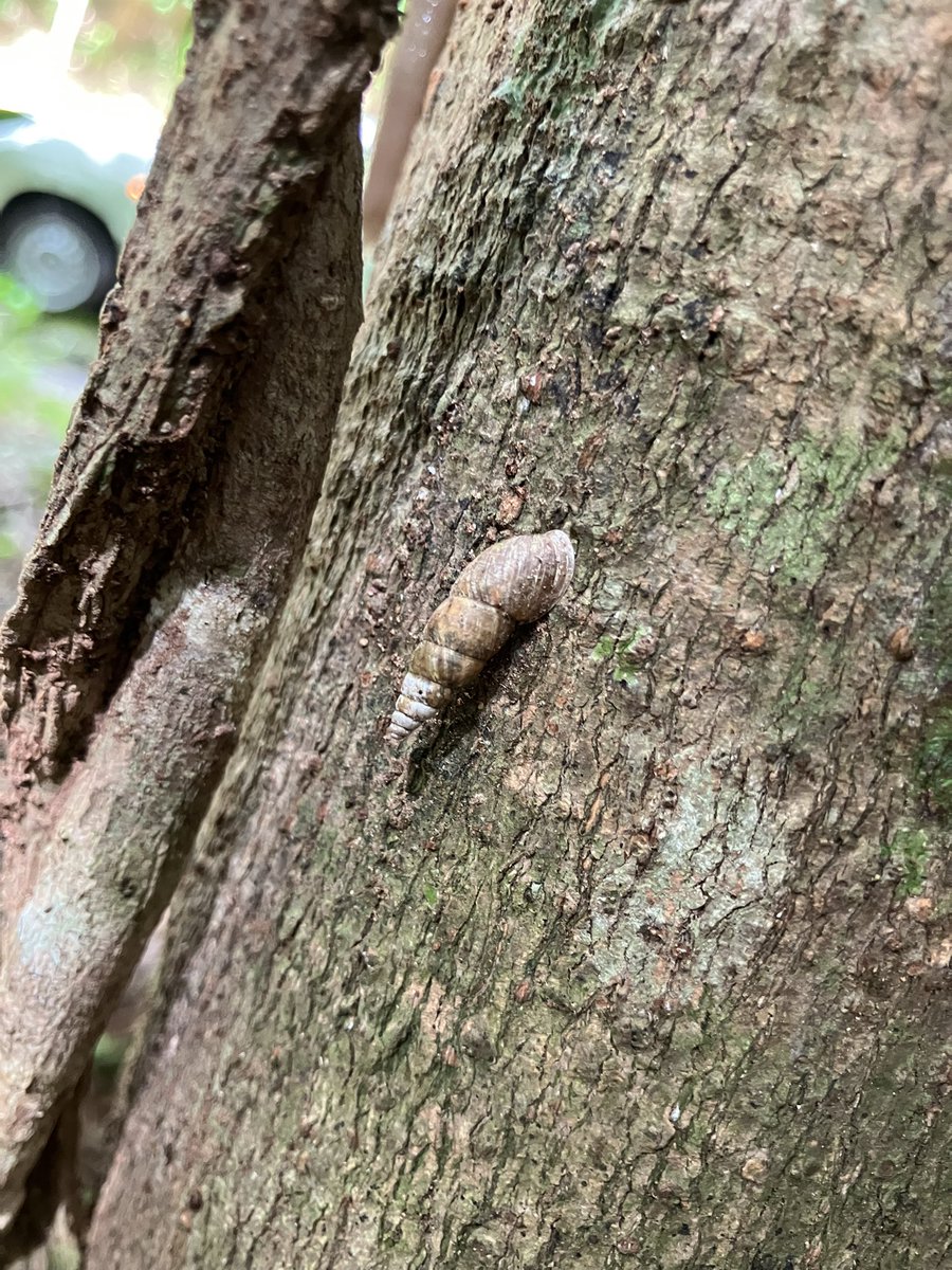 ギセル系の同定が難しい...
どこで見分けるんですか⁇