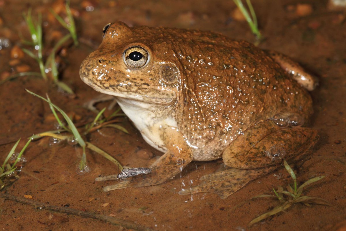 FrogIDAus's tweet image. Thanks to a recording of the Western Water-holding Frog (Cyclorana occidentalis) from WA’s Mid West, we’ve added a frog record in a poorly recorded region, boosting #FrogID’s spatial coverage to 39.6% of Australia. Thanks for your submission, Justin!
frogid.net.au/spatial-covera…