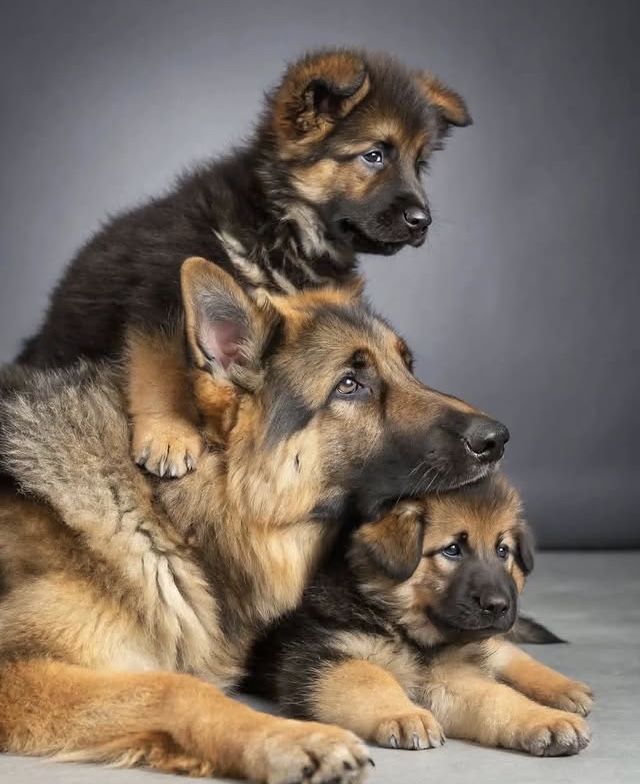 tom_01_Pet's tweet image. This lineup strolling around would make the whole neighborhood clear the way!馃槏馃グ馃槝馃