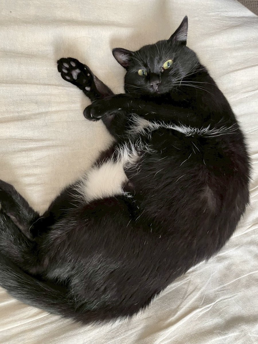 サンドイッチ屋の黒猫まる＆ゆき🥪🐈‍⬛ (@tiku_nagano0311) / X
