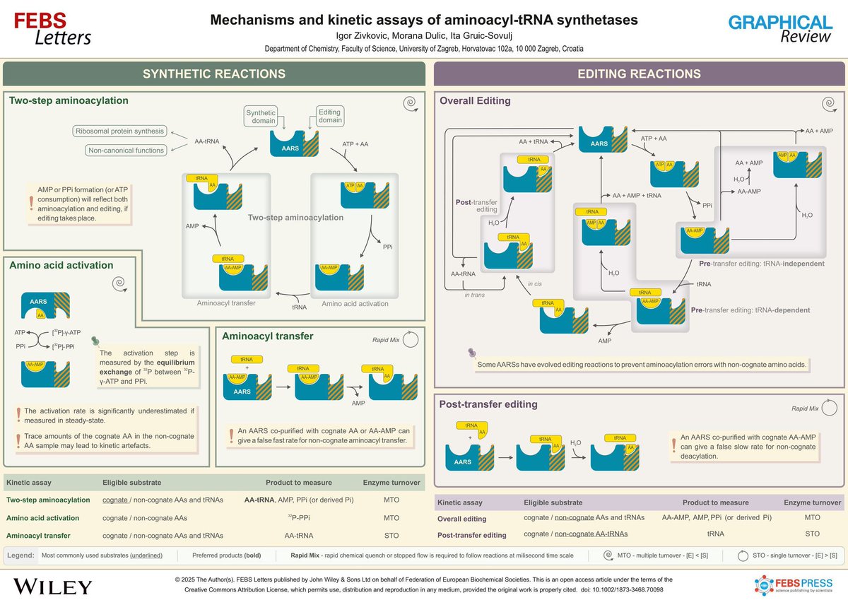 FEBS_Letters's tweet image. Check out our latest Graphical Review on the mechanisms and kinetic assays of aminoacyl-tRNA synthetases; perfect for printing and display in the lab!
Read (and print!) it here ➡️ shorturl.at/OubXk
#aminoacyltRNAsynthetases