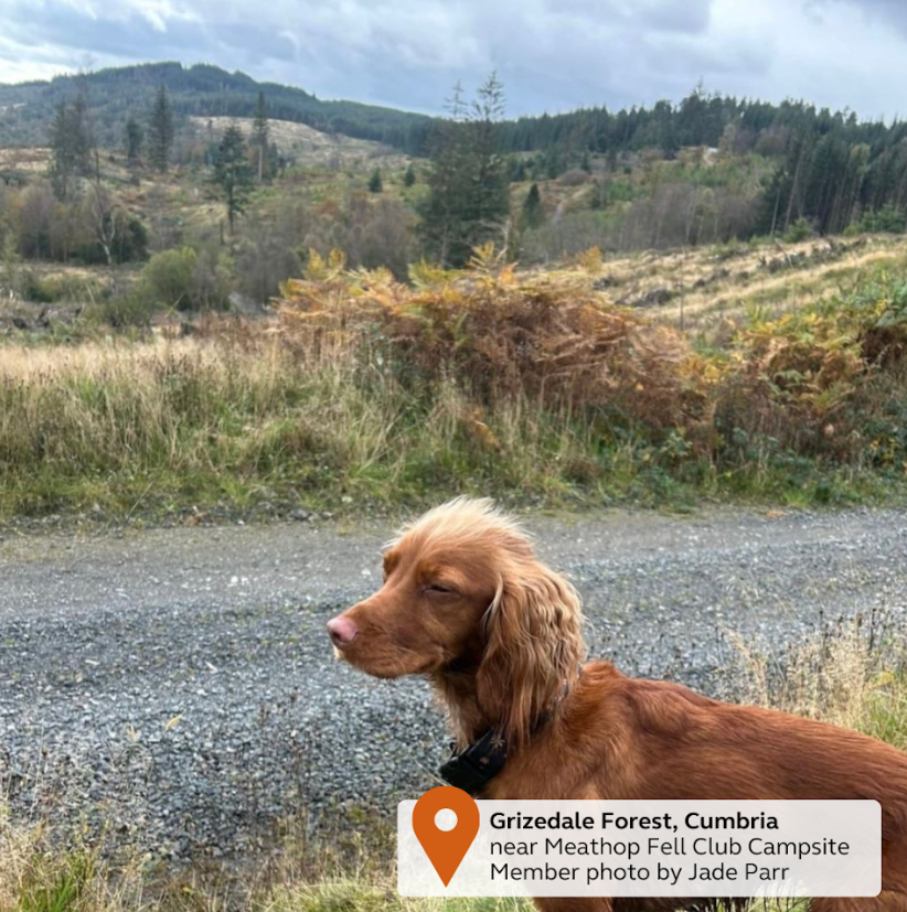 Happy Thursday Morning! Hope everyone's week has been full of good vibes whether that is out touring or just pottering around! My week has been full of doing more training with my puppy! We're here until 17:30pm if you need anything! ~Soph 🌻🐶
#ThursdayFun #ThursdayVibes