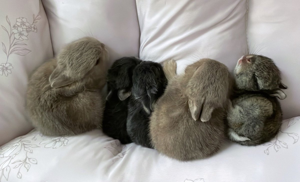 312mokomoko's tweet image. 突然の出産から2週間🐰
保護しなかったら、5つ子ちゃんには
出会えていなかったんだなぁ…と思うと
素敵な出会いに、しあわせを感じながら
お世話をしています💕
大きい組さんも、小さい組さんも
みんなすくすく育ってくれています🐰
ママうさぎさんも、しっかり食べて…