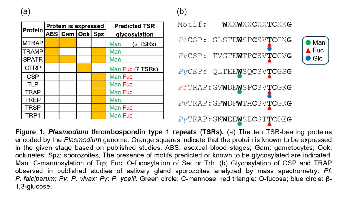 CzerwinsMarcin's tweet image. Glycosylation of thrombospondin type 1 repeat (TSR) domain-bearing protein PfTRAP is essential for infection of mosquito salivary glands tinyurl.com/4jhdrshz
#glycotime
#malaria