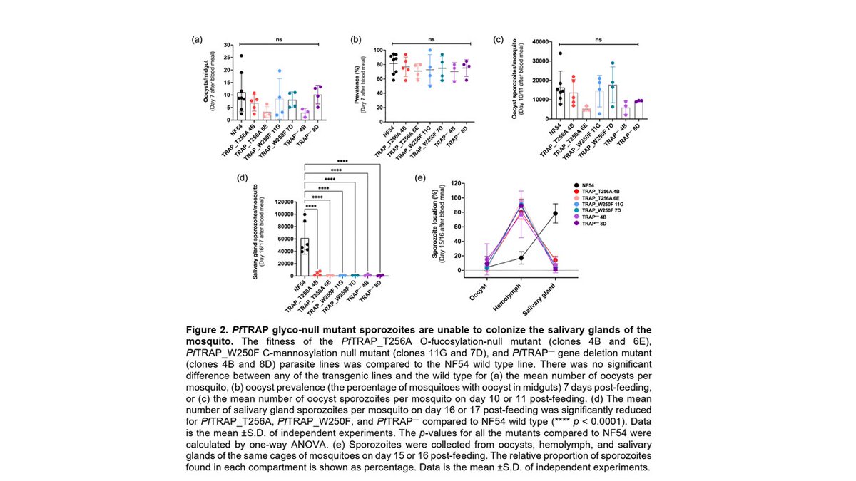 CzerwinsMarcin's tweet image. Glycosylation of thrombospondin type 1 repeat (TSR) domain-bearing protein PfTRAP is essential for infection of mosquito salivary glands tinyurl.com/4jhdrshz
#glycotime
#malaria